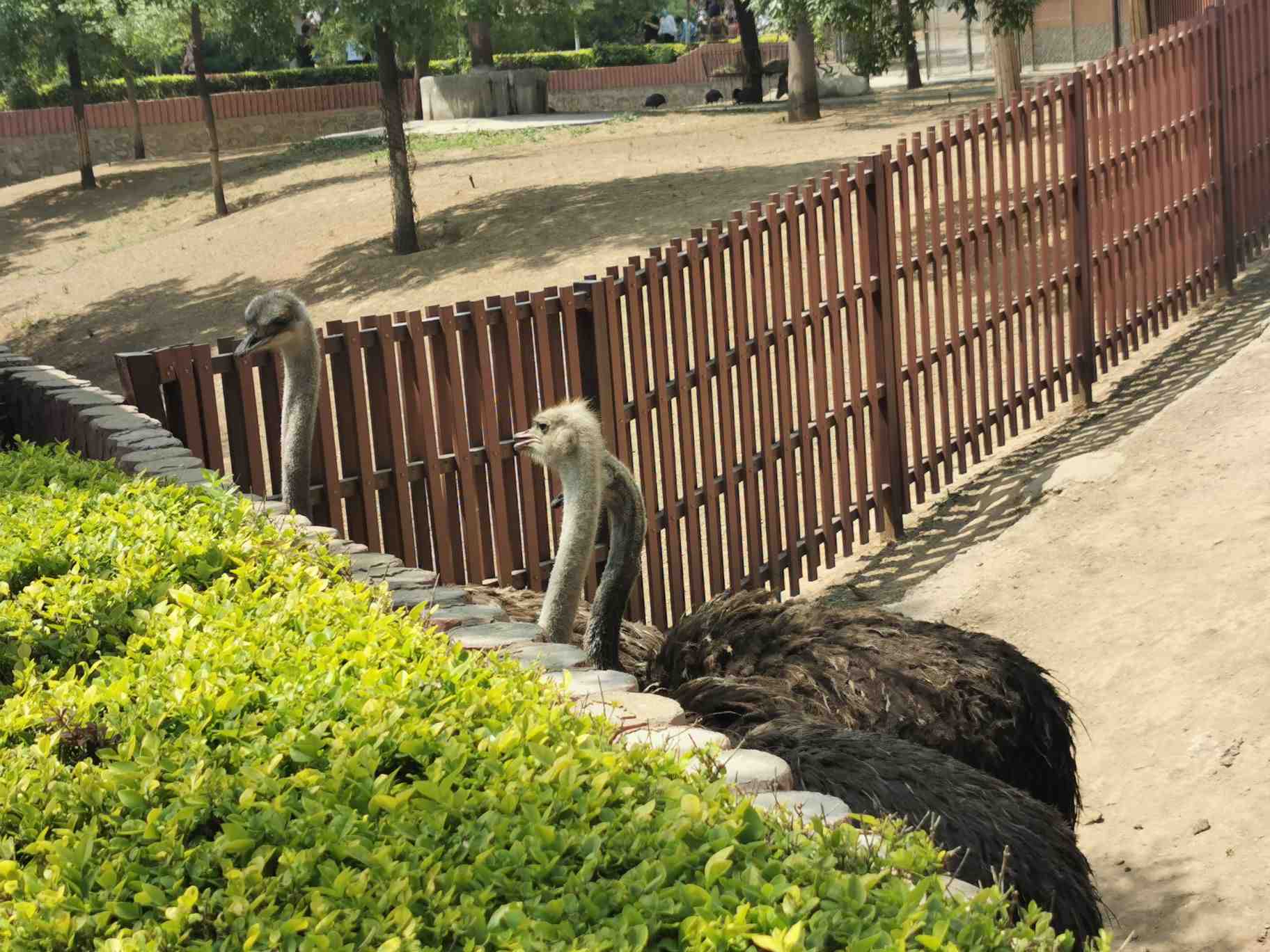 石家莊市動物園