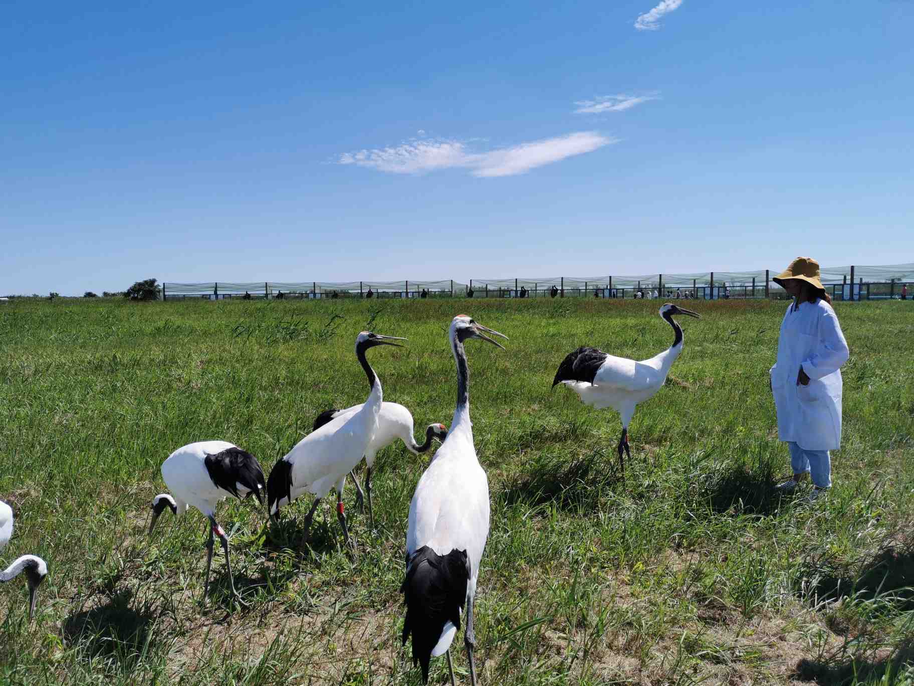 盐城丹顶鹤湿地生态旅游区