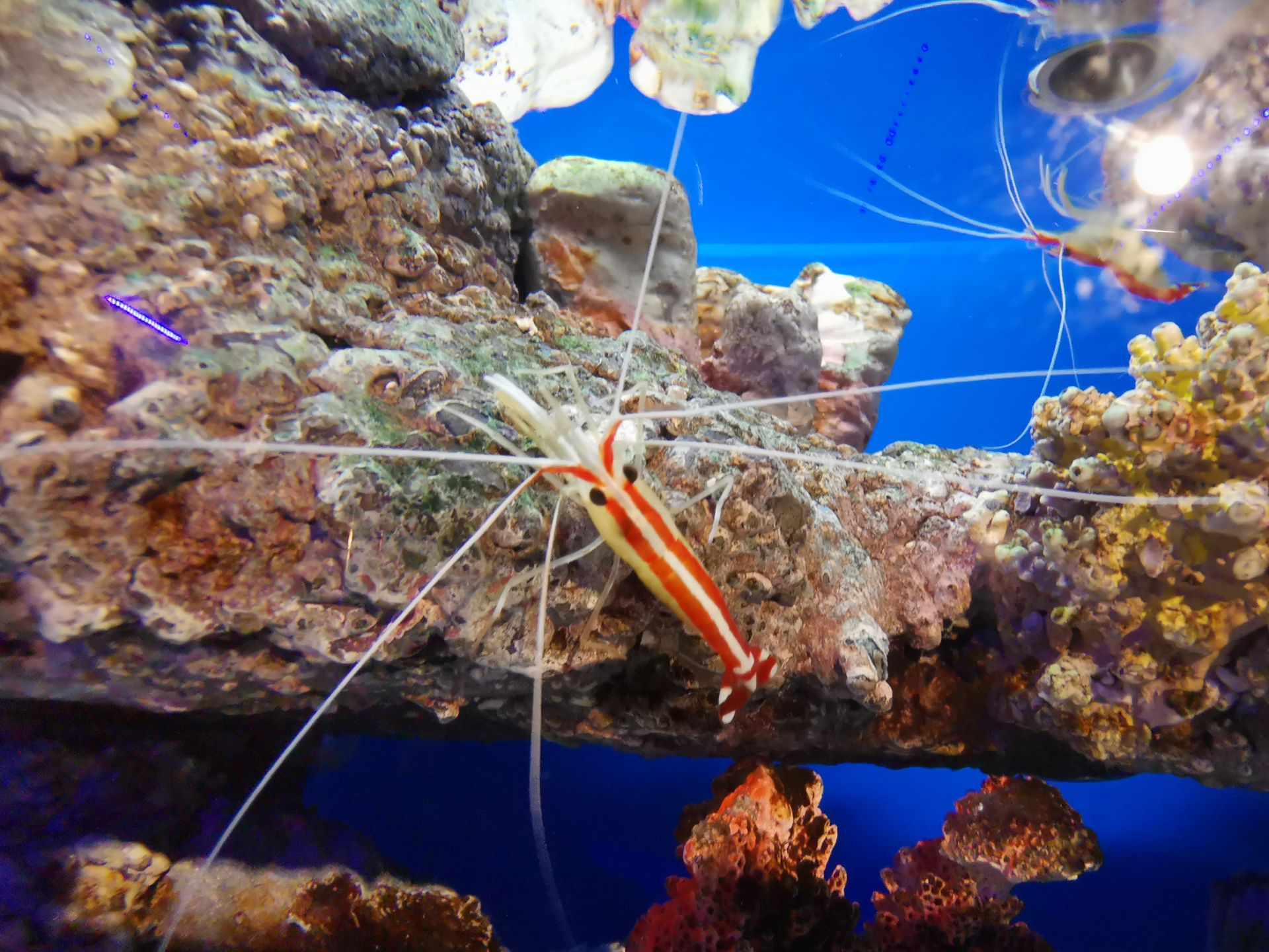 吉隆坡城中城水族館