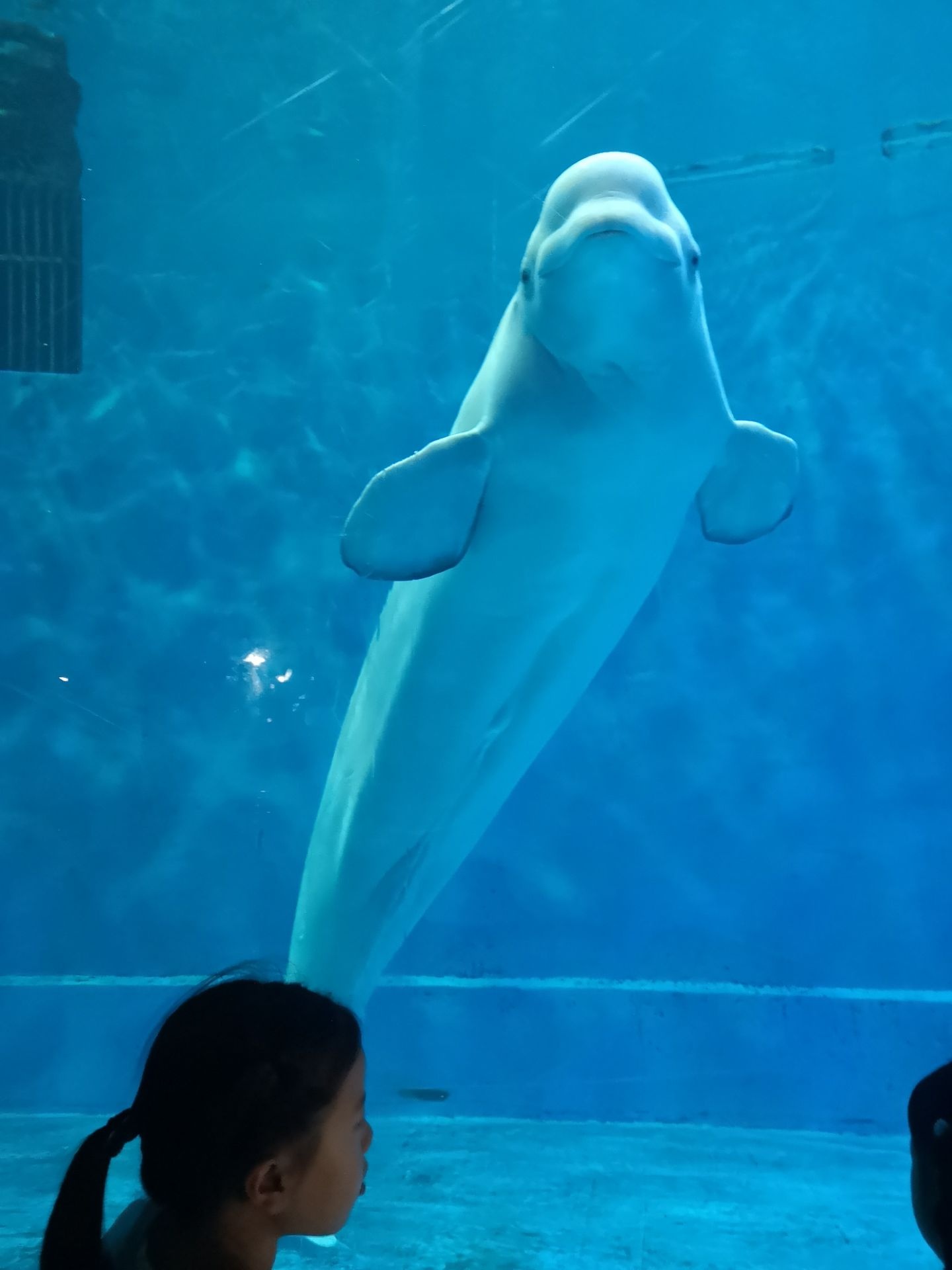 2022芜湖新华联大白鲸海洋公园游玩攻略,不愧是大白鲸主题的海洋公园...【去哪儿攻略】