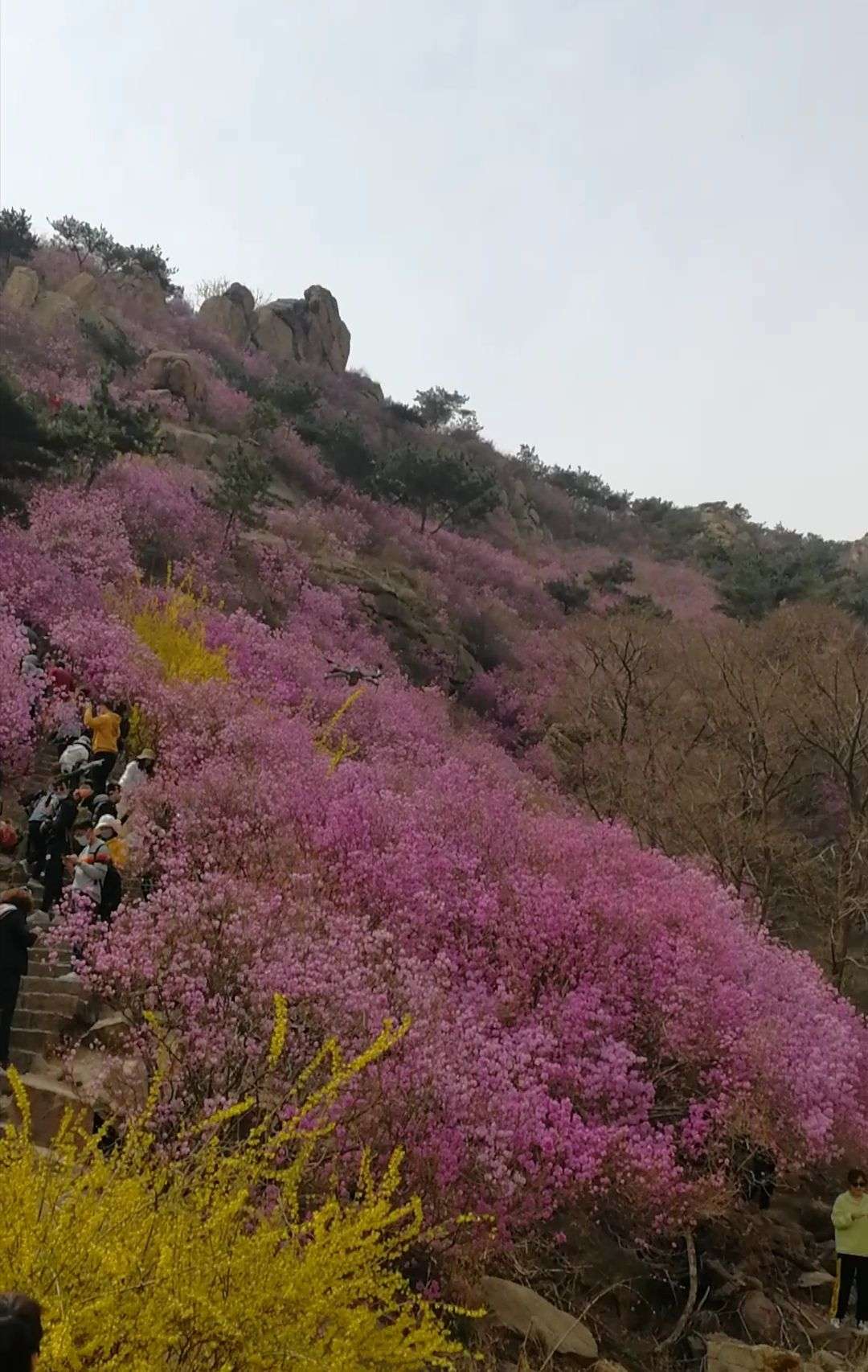 青島大珠山風景區攻略,青島大珠山風景區門票/遊玩攻略/地址/圖片