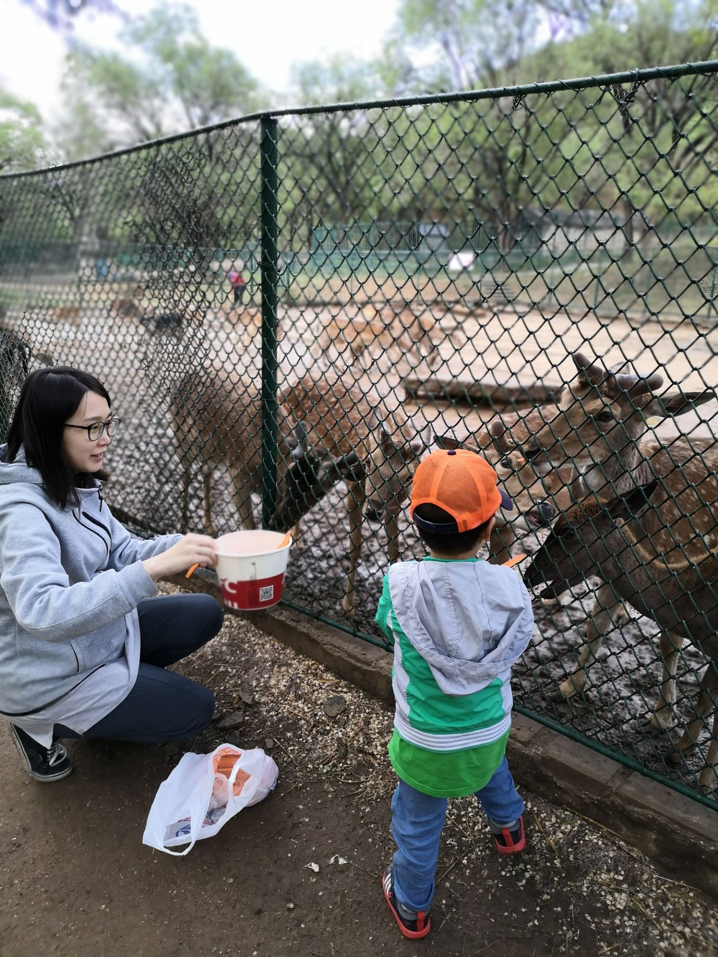 來到動物園自駕看看老虎,獅子,然後在溫順動物區喂喂小鹿,大鵝,是北京