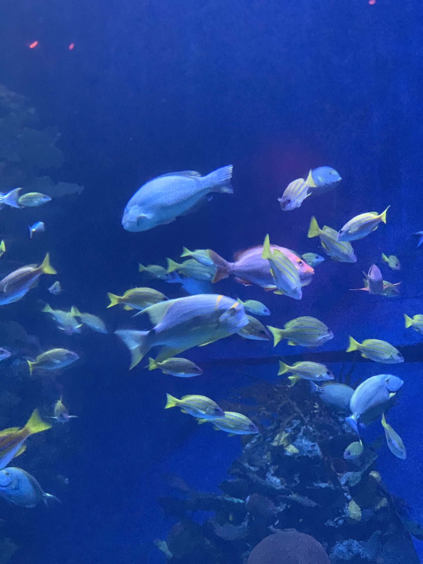 【携程攻略】上海上海长风海洋世界适合朋友出游旅游吗,上海长风海洋