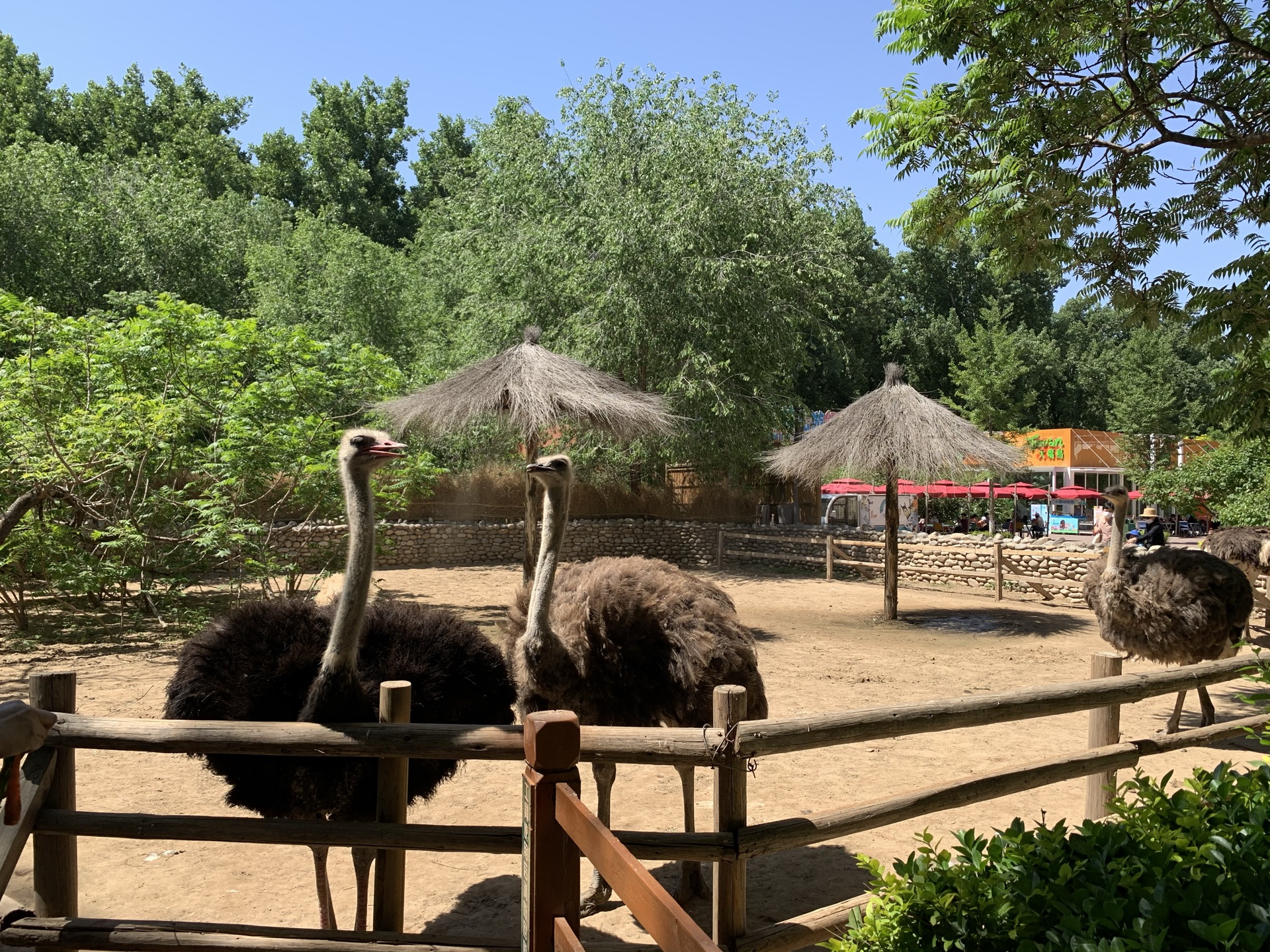 【攜程攻略】北京北京野生動物園適合單獨旅行旅遊嗎,北京野生動物園