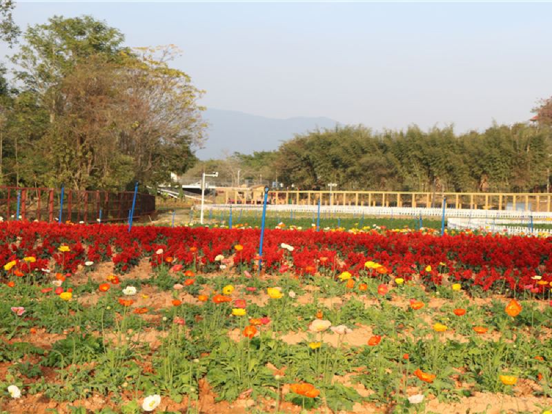 博罗花为你开旅游度假区攻略-花为你开旅游度假区门票价格多少钱-团购