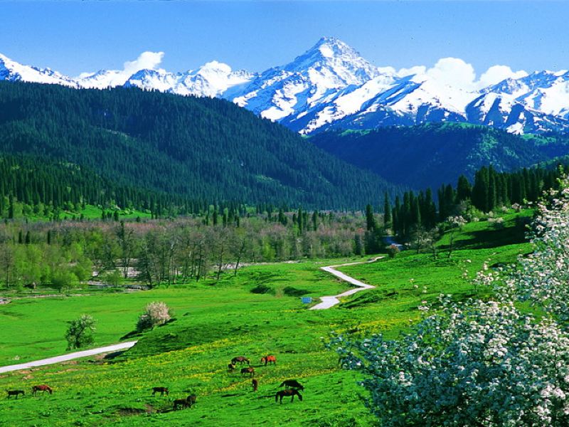 伊犁恰西森林公园攻略-恰西森林公园门票价格多少钱-团购票价预定优惠