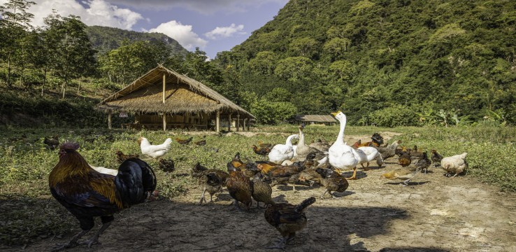 3-Day Mengla Tour: Tropical Rainforest Exploration, Jinuo Mountain Hiking