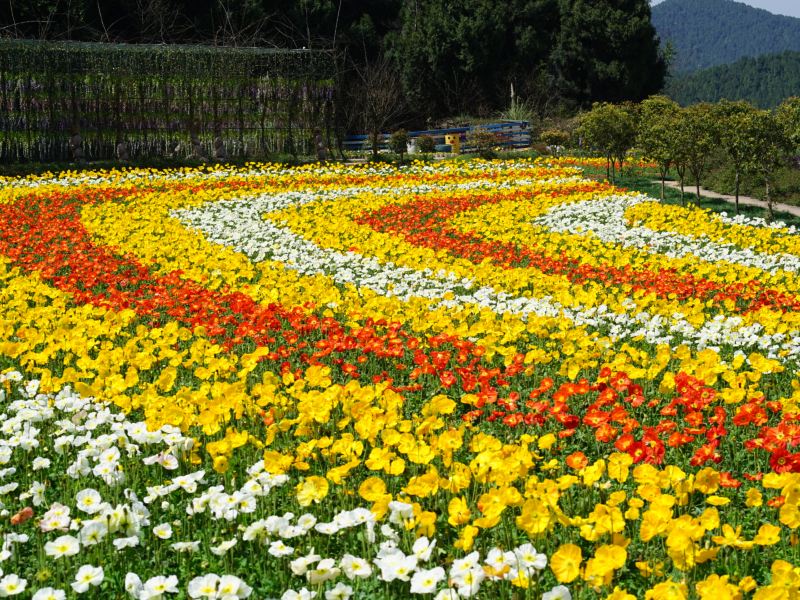 德阳中国香山寿香谷攻略-中国香山寿香谷门票价格多少钱-团购票价预定