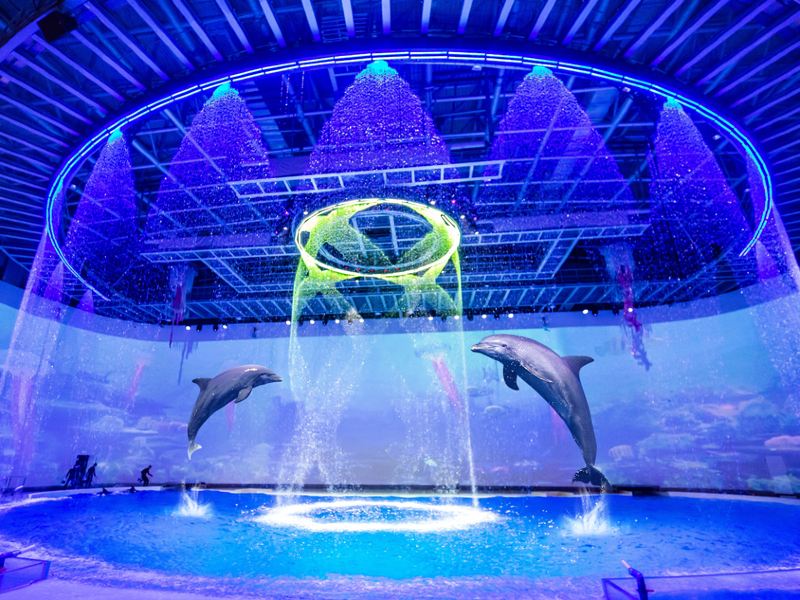 上海海豚剧场《海豚奇缘》攻略-海豚剧场《海豚奇缘》门票价格多少钱-