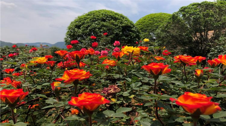 魯山堯山花海風景區攻略-堯山花海風景區門票價格多少錢-團購票價預定