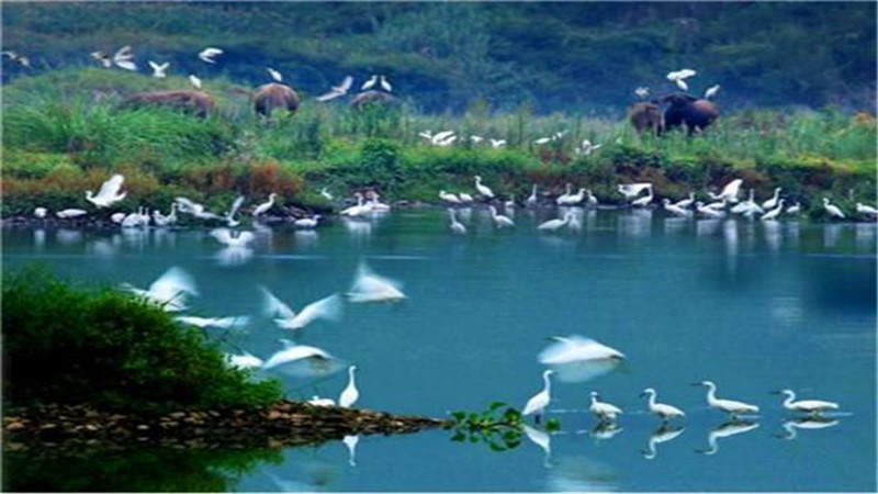 1-Day Changde Tour: The Serenity of Tao Hua Yuan, the Romance of Maple Flower Sea
