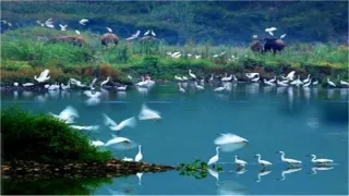 1-Day Changde Tour: The Serenity of Tao Hua Yuan, the Romance of Maple Flower Sea