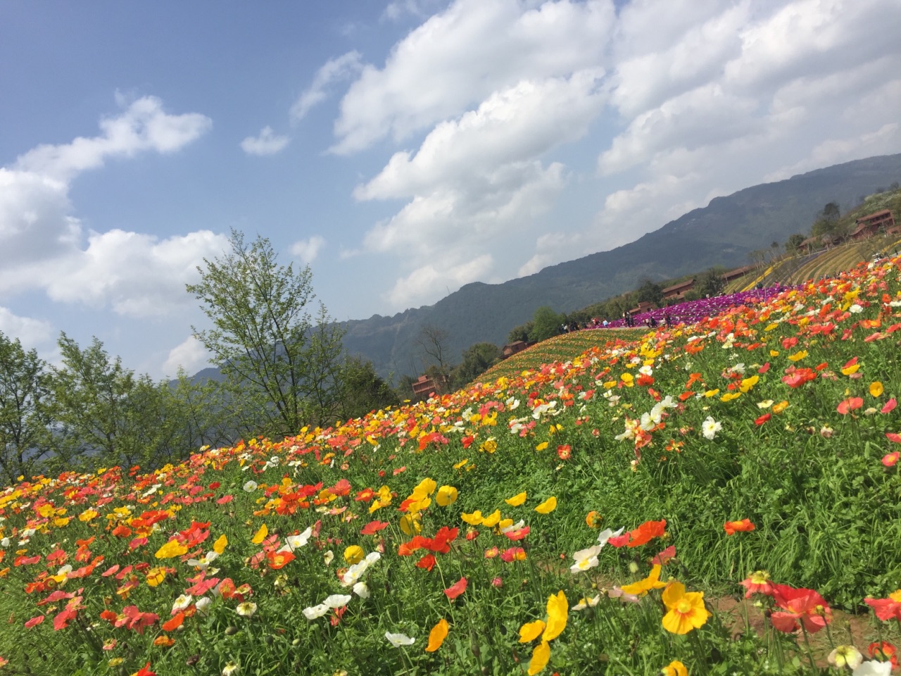【携程攻略】重庆兴隆花海景点,地方不错,带了小孩去的,里面没车,路