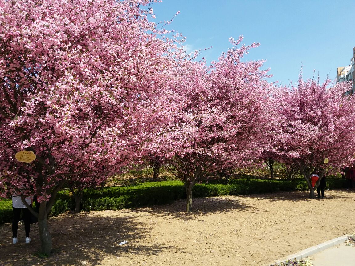 鄢陵国家花木博览园