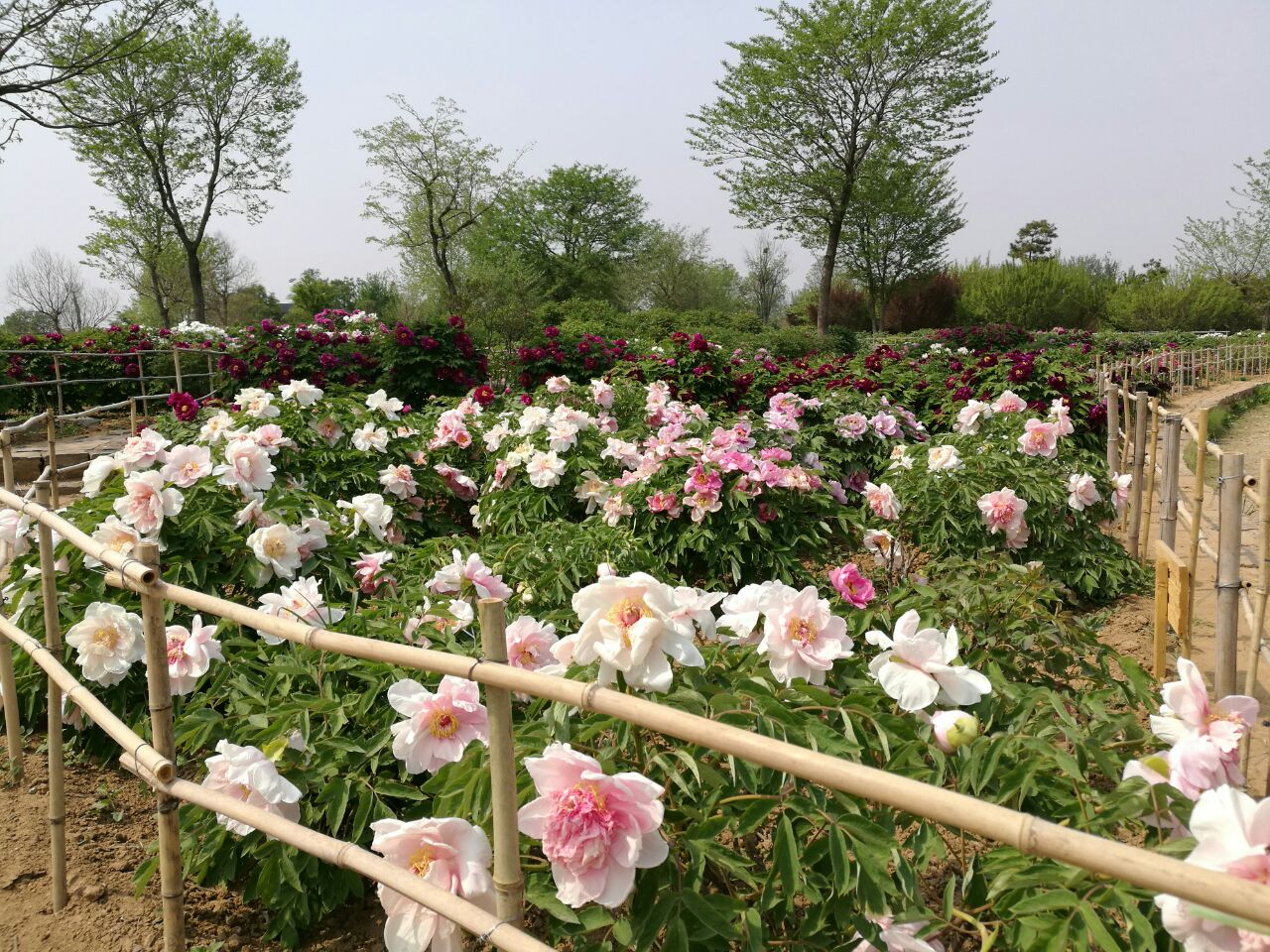 萊陽濯村櫻花小鎮