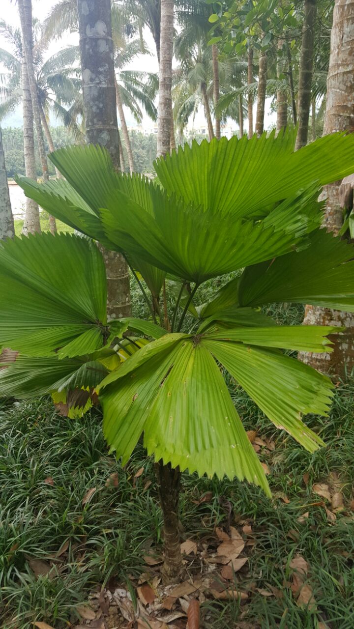 興隆熱帶植物園