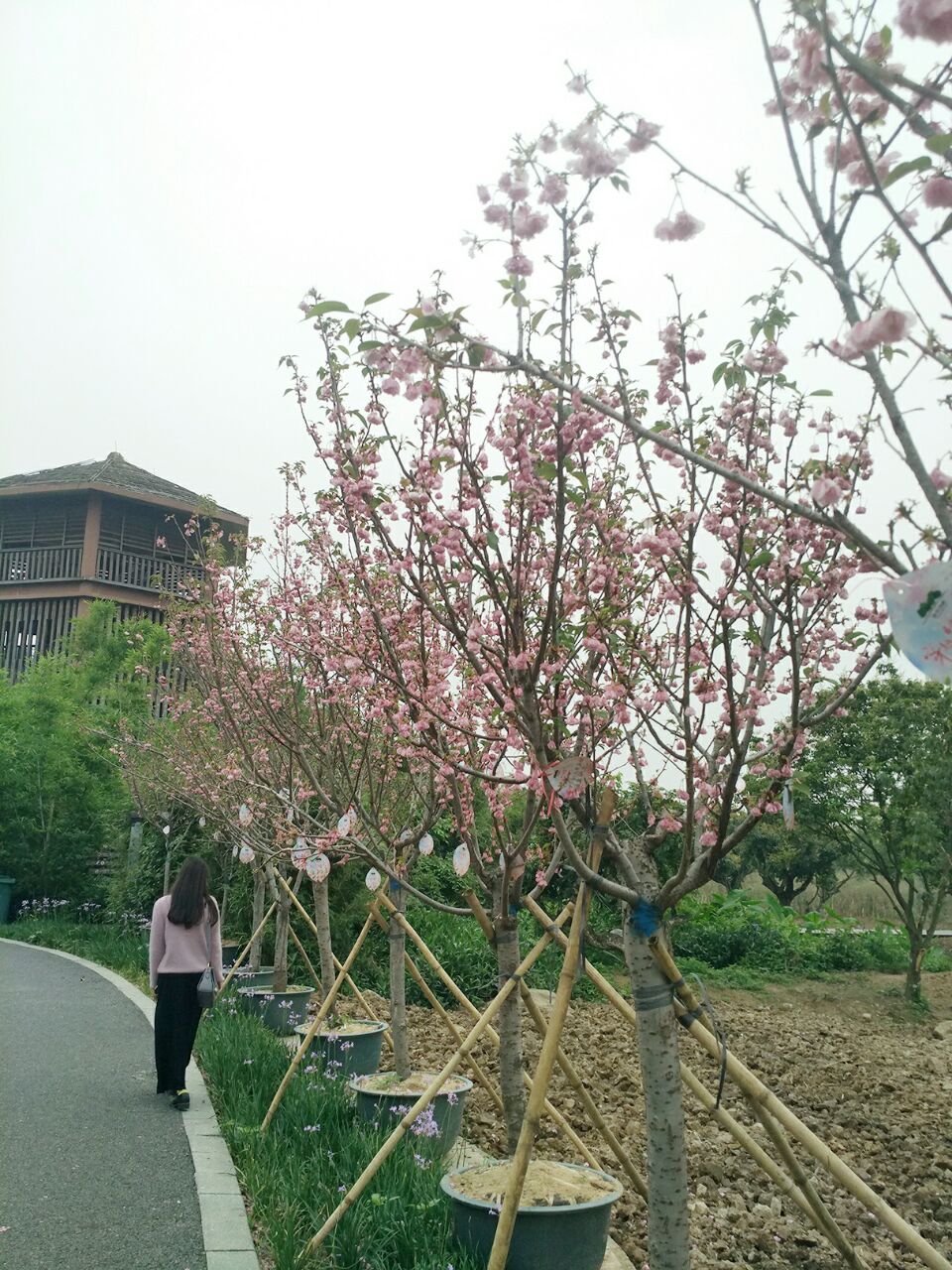 【攜程攻略】廣州海珠溼地公園景點,有一塊櫻花已經謝了,另一塊正開好