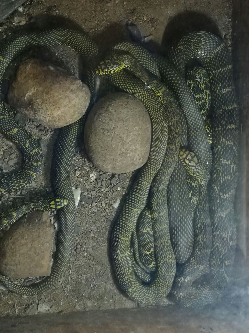 武夷山武夷蛇博园好玩吗,武夷山武夷蛇博园景点怎么样_点评_评价