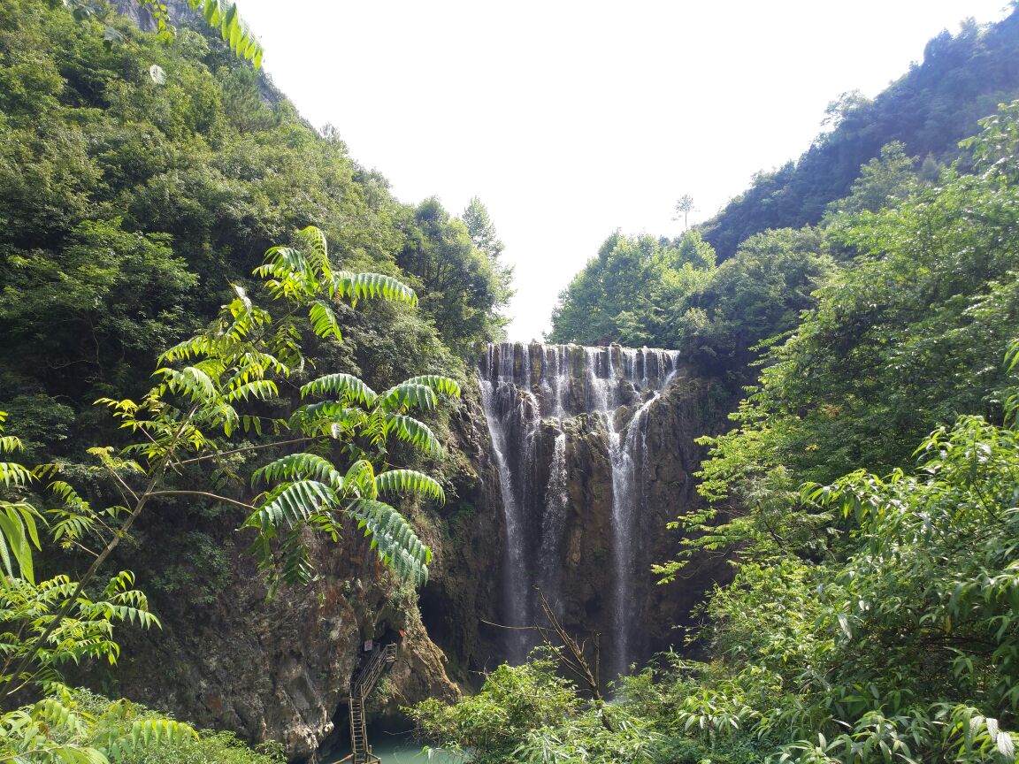 红果树