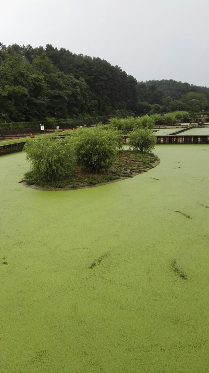 宣城扬子鳄景区图片