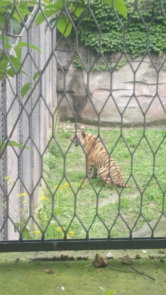 重慶重慶動物園好玩嗎,重慶重慶動物園景點怎麼樣_點評_評價【攜程