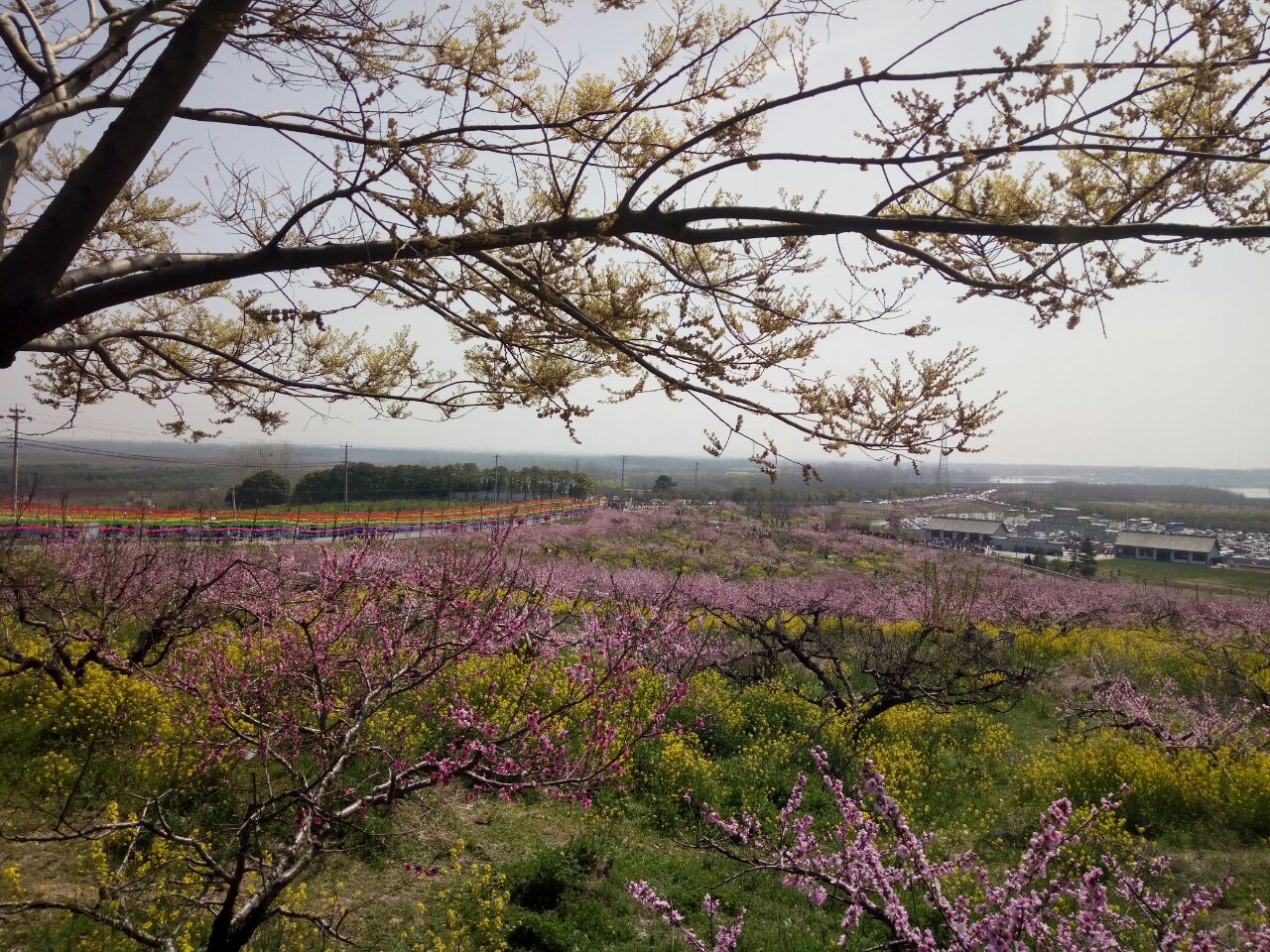 平谷金海湖桃花岛的桃花