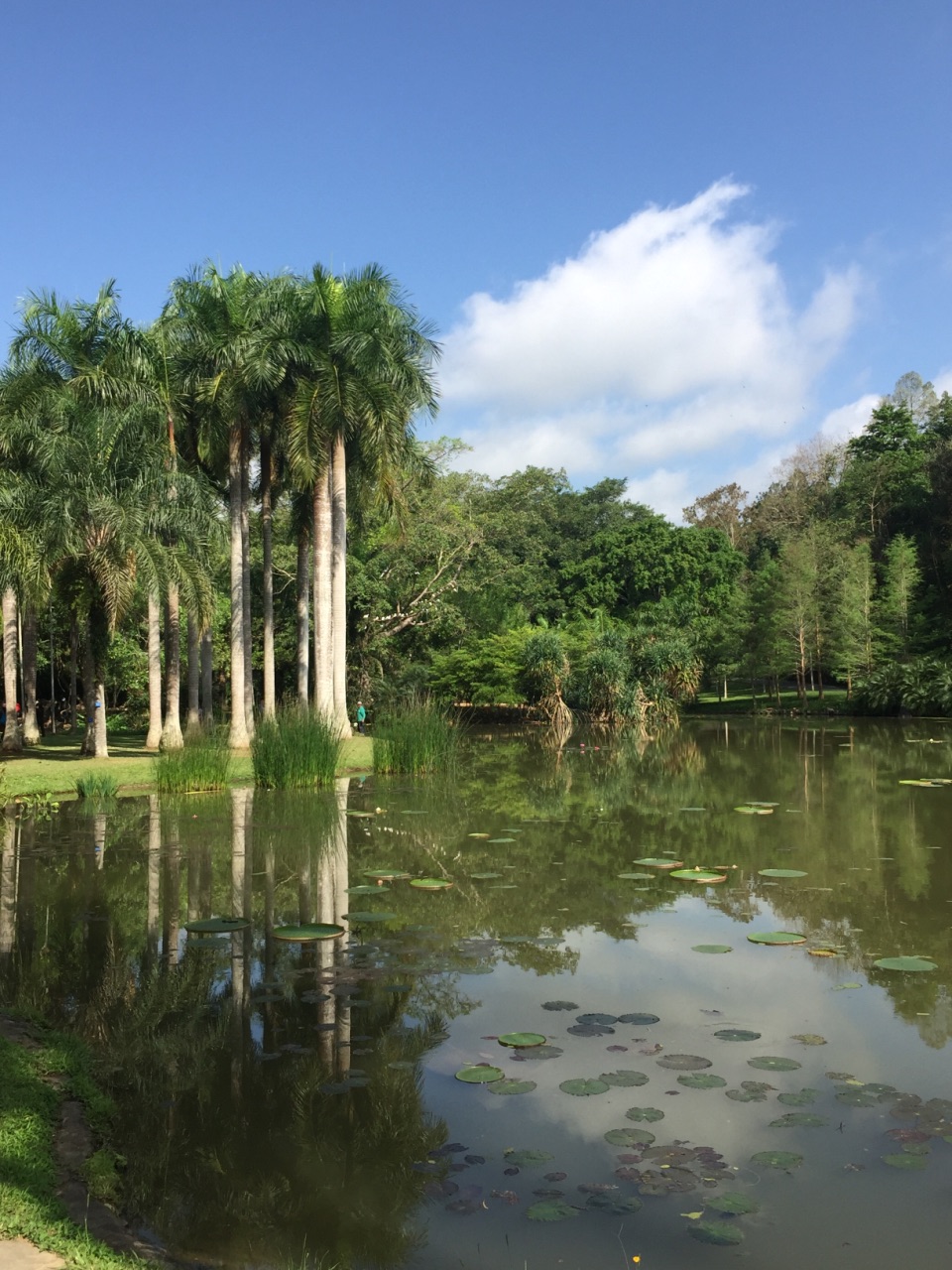 西雙版納傣族園 中科院西雙版納熱帶植物園一日遊【新品推薦 熱門景區