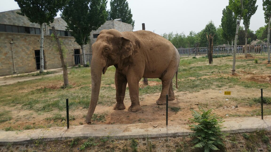 石家莊市動物園