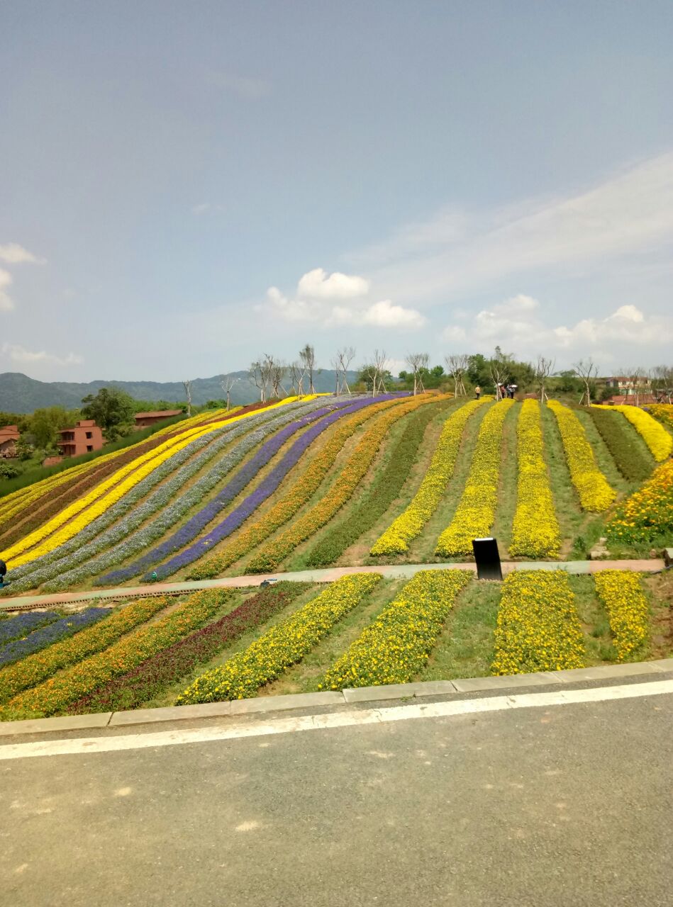 【携程攻略】重庆兴隆花海景点,花的品种多,五颜六色,新赏起很好看!
