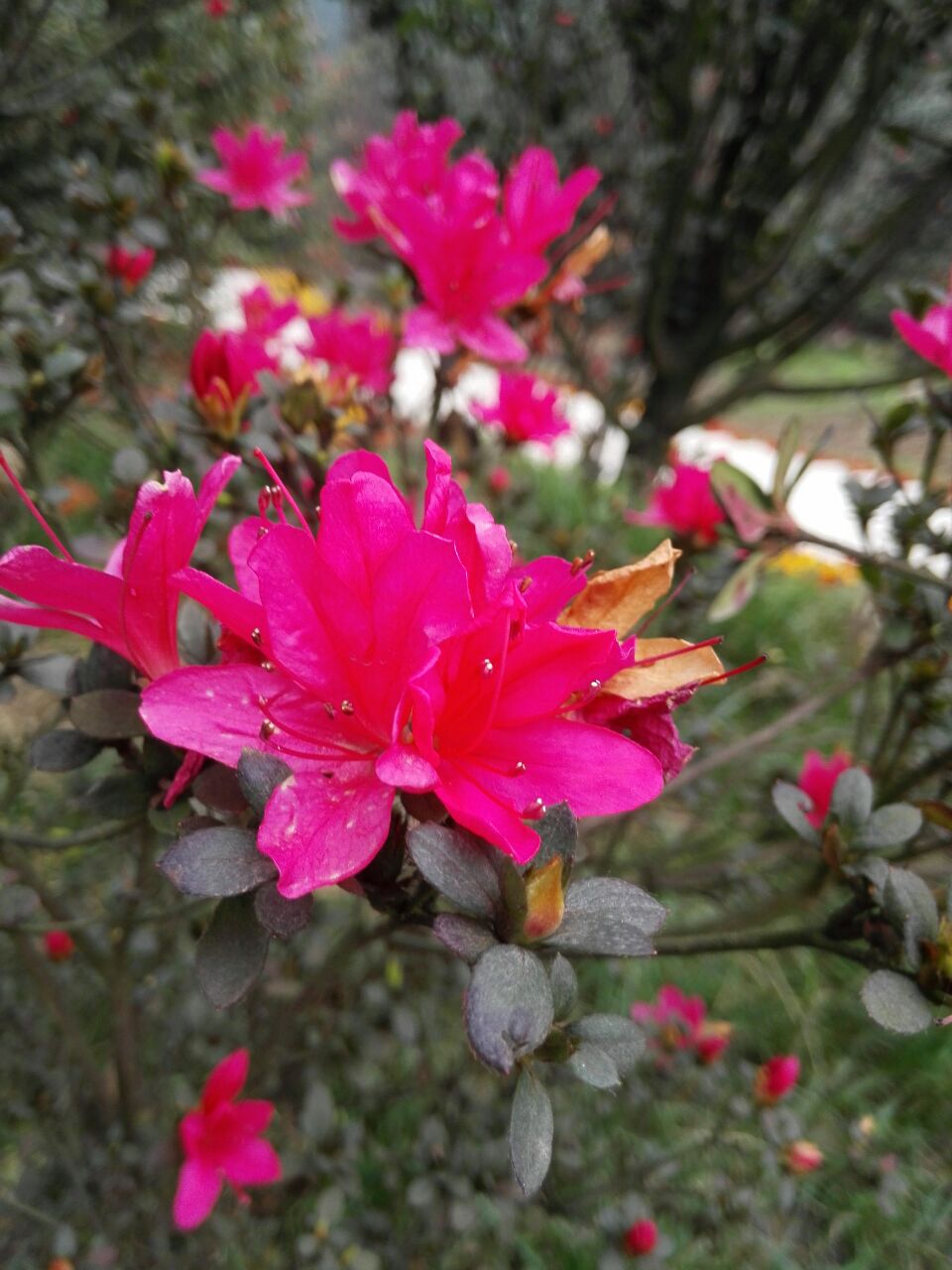 珙县龙茶花海攻略,珙县龙茶花海门票/游玩攻略/地址/图片/门票价格