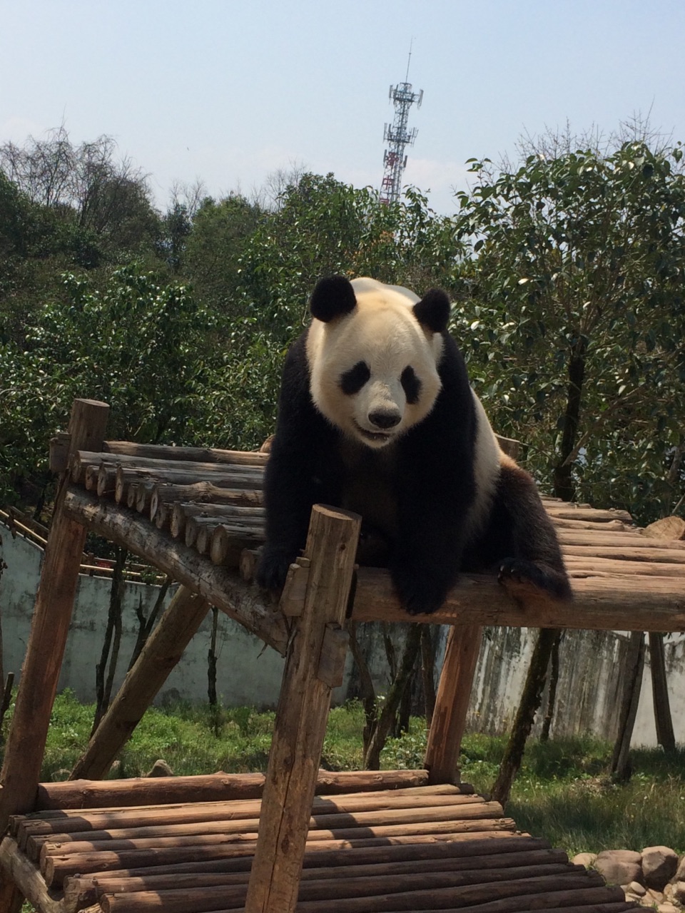 休宁大熊猫生态乐园图片