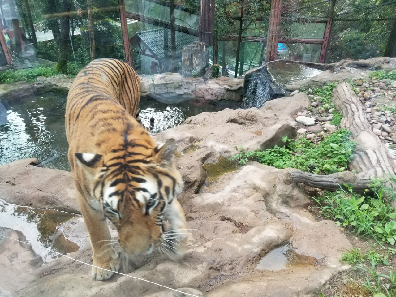 碧峰峡野生动物园