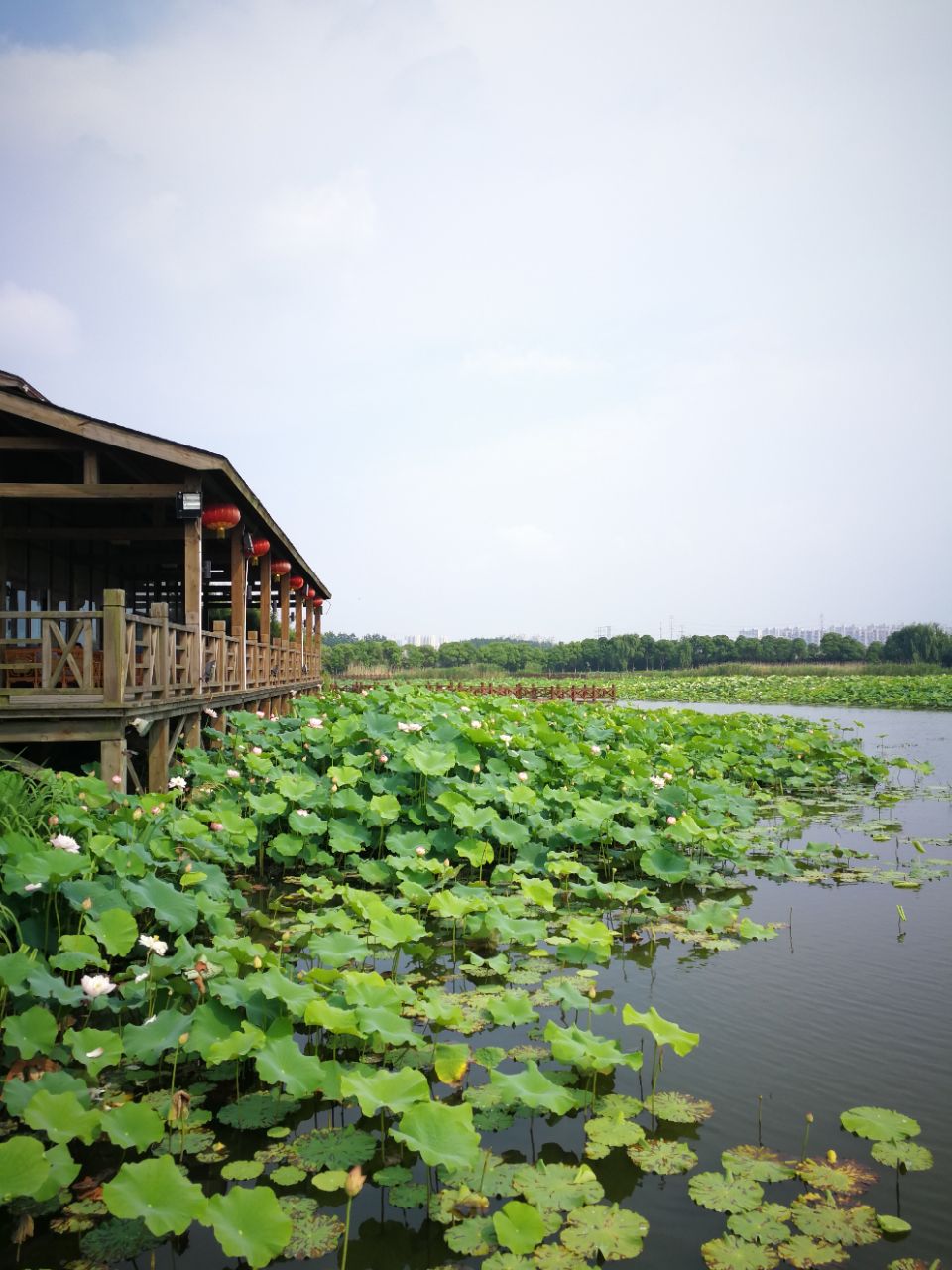 荷塘月色湿地公园