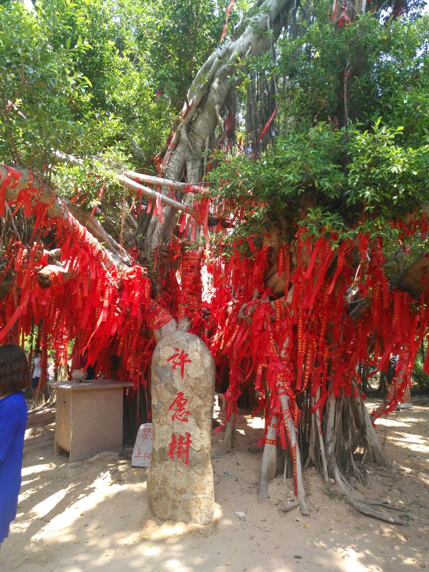 厦门大嶝岛许愿树图片图片