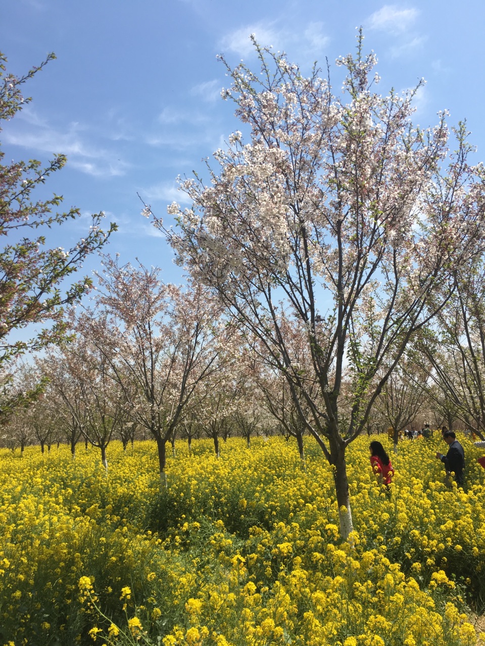 孤柏渡樱花图片