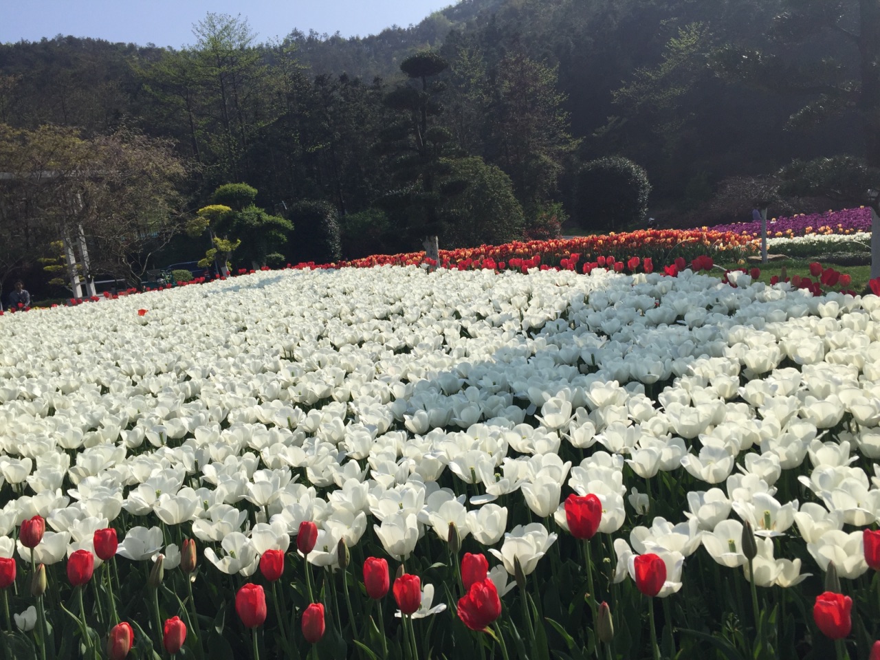 东钱湖南苑花博园图片