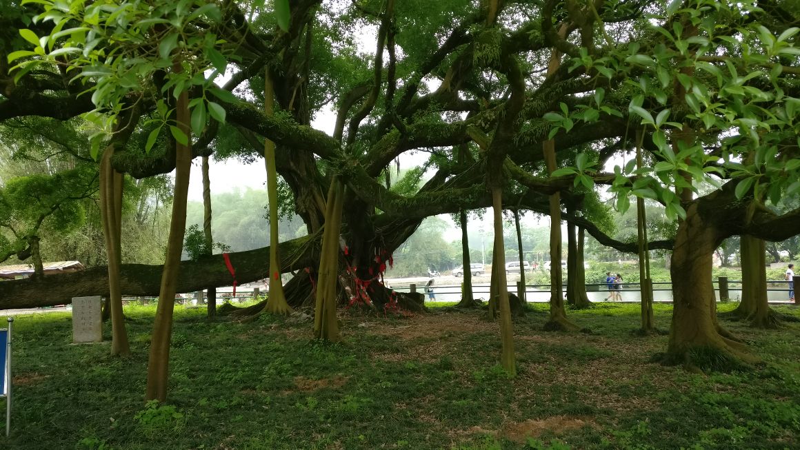 一棵大榕树图片图片