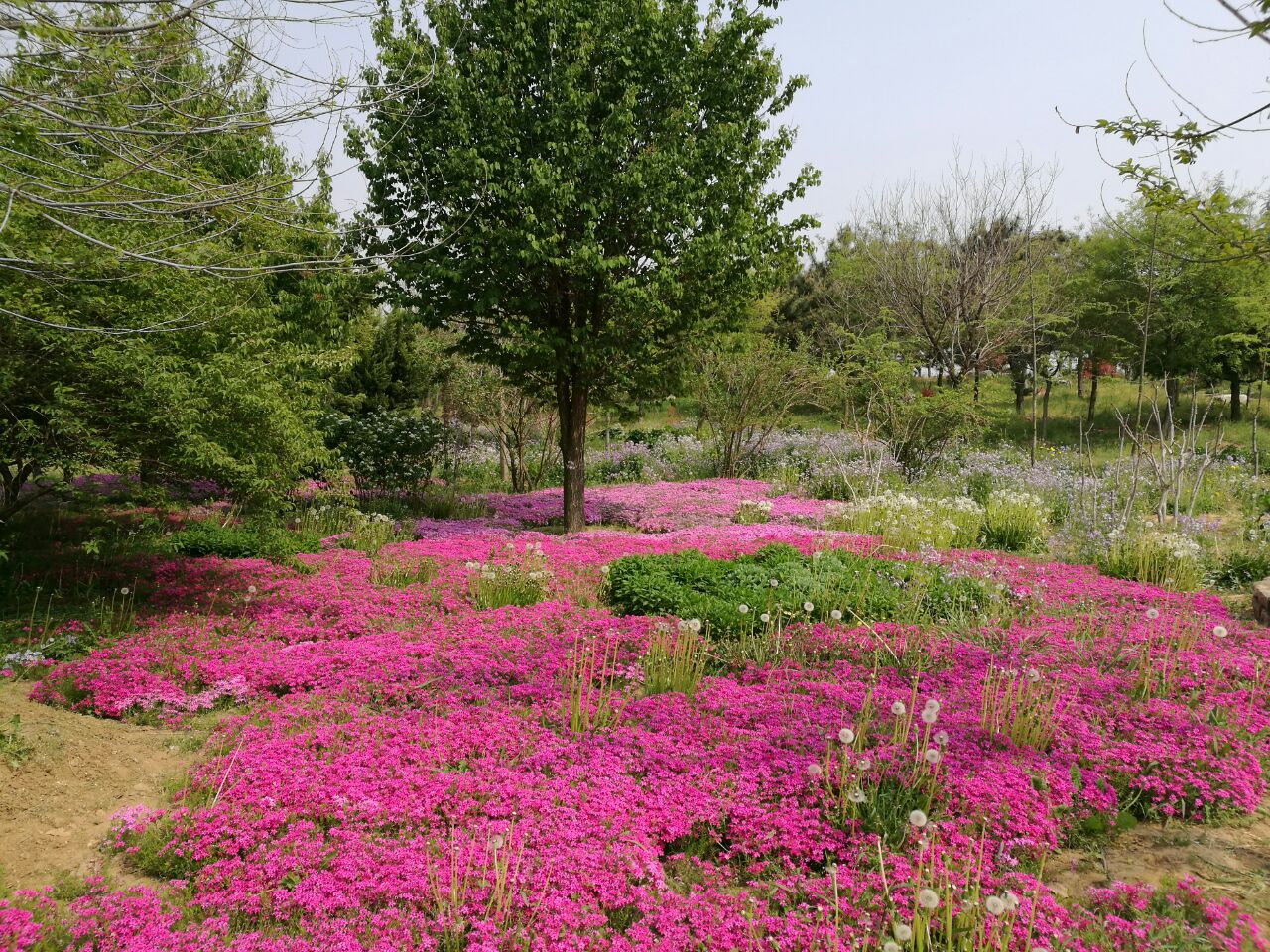 萊陽濯村櫻花小鎮