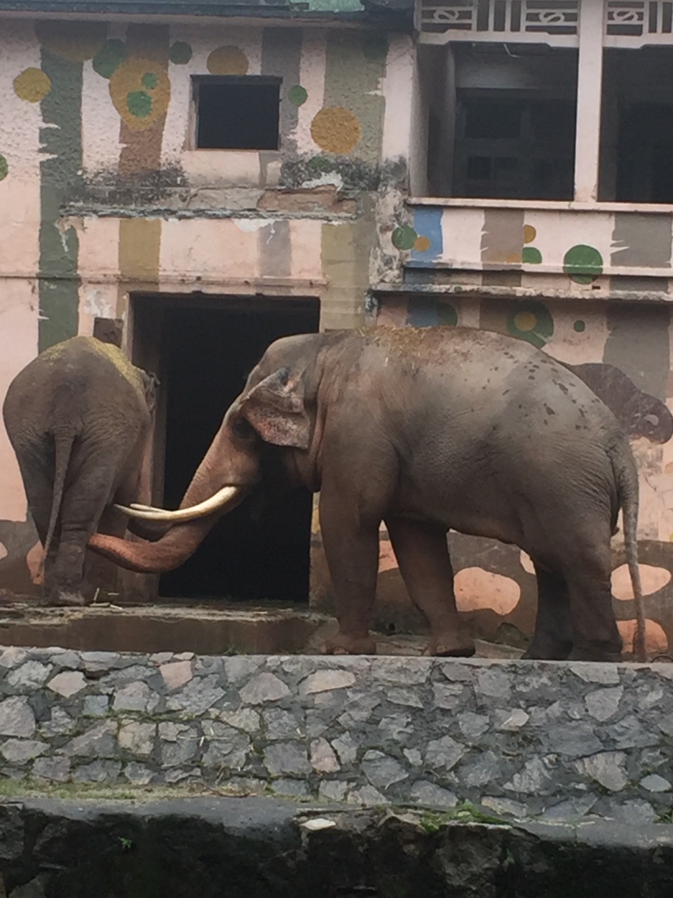 攻略】廣州廣州動物園景點,臨時決定去的動物園,馬上在網上買了套票