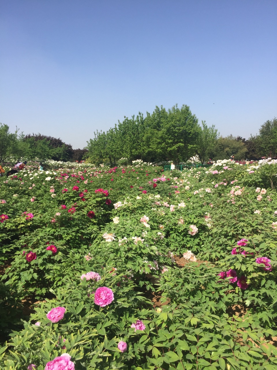 国际牡丹园