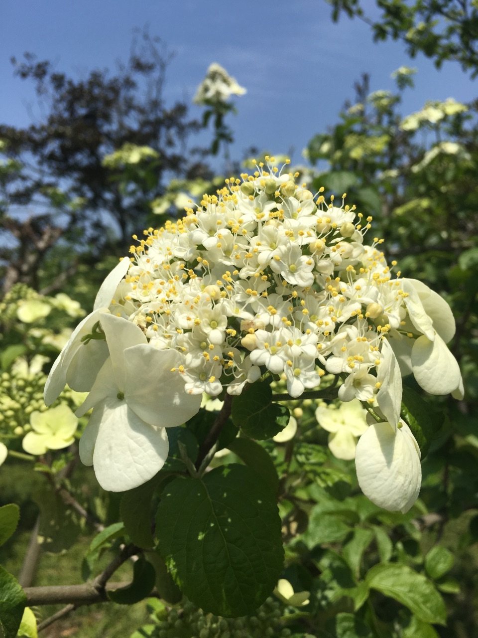 去扬州主要就是奔着瘦西湖去的,名不虚传,看了琼花,绣团,晚樱等,姹紫
