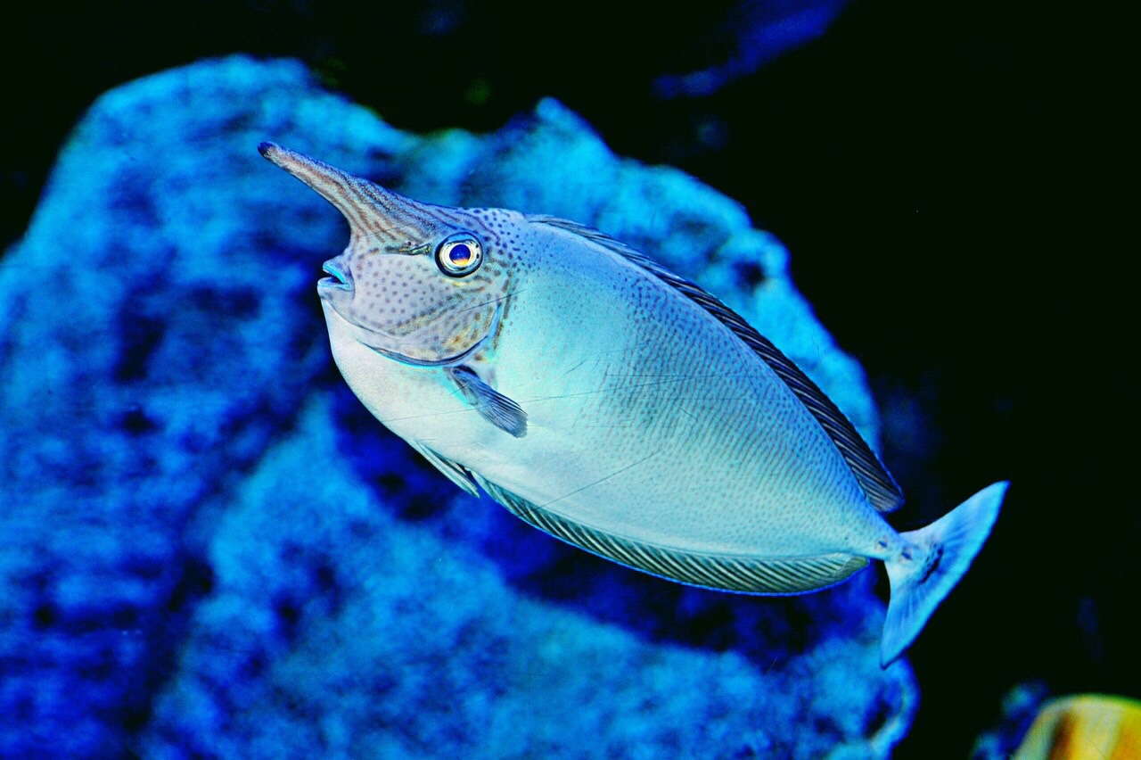 水族馆不大,环境好.看到许多大堡礁无法看到的热带鱼类.