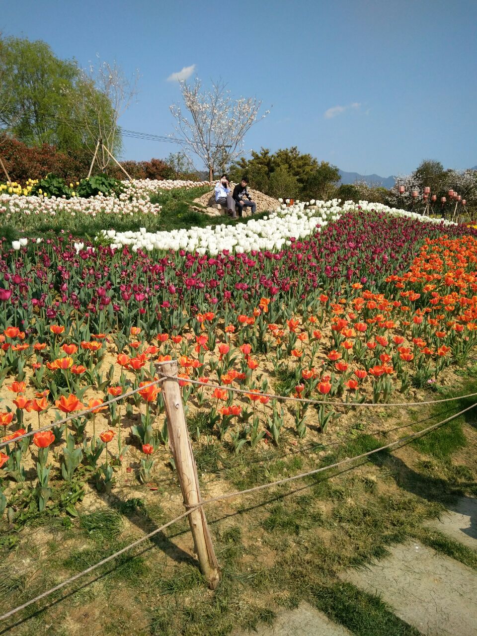 荻浦花海