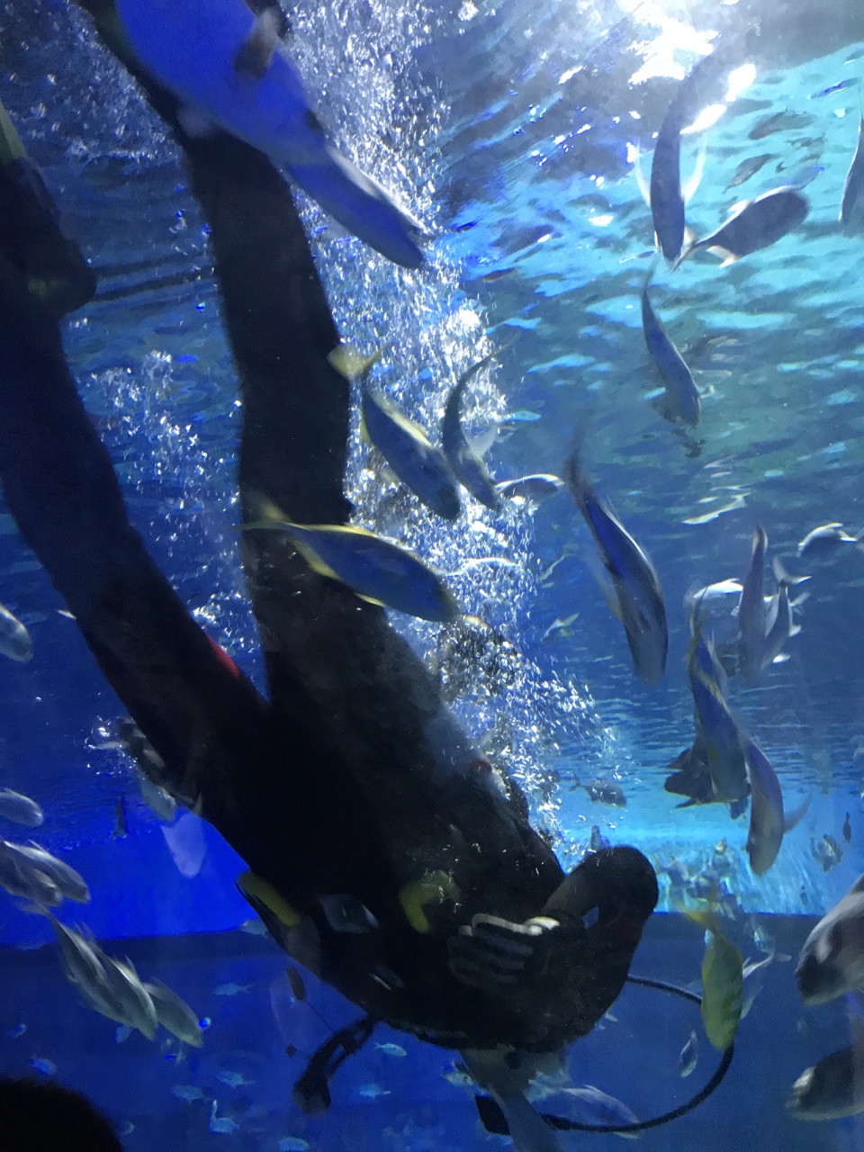 泰州溱湖海洋世界好玩吗,泰州溱湖海洋世界景点怎么样_点评_评价