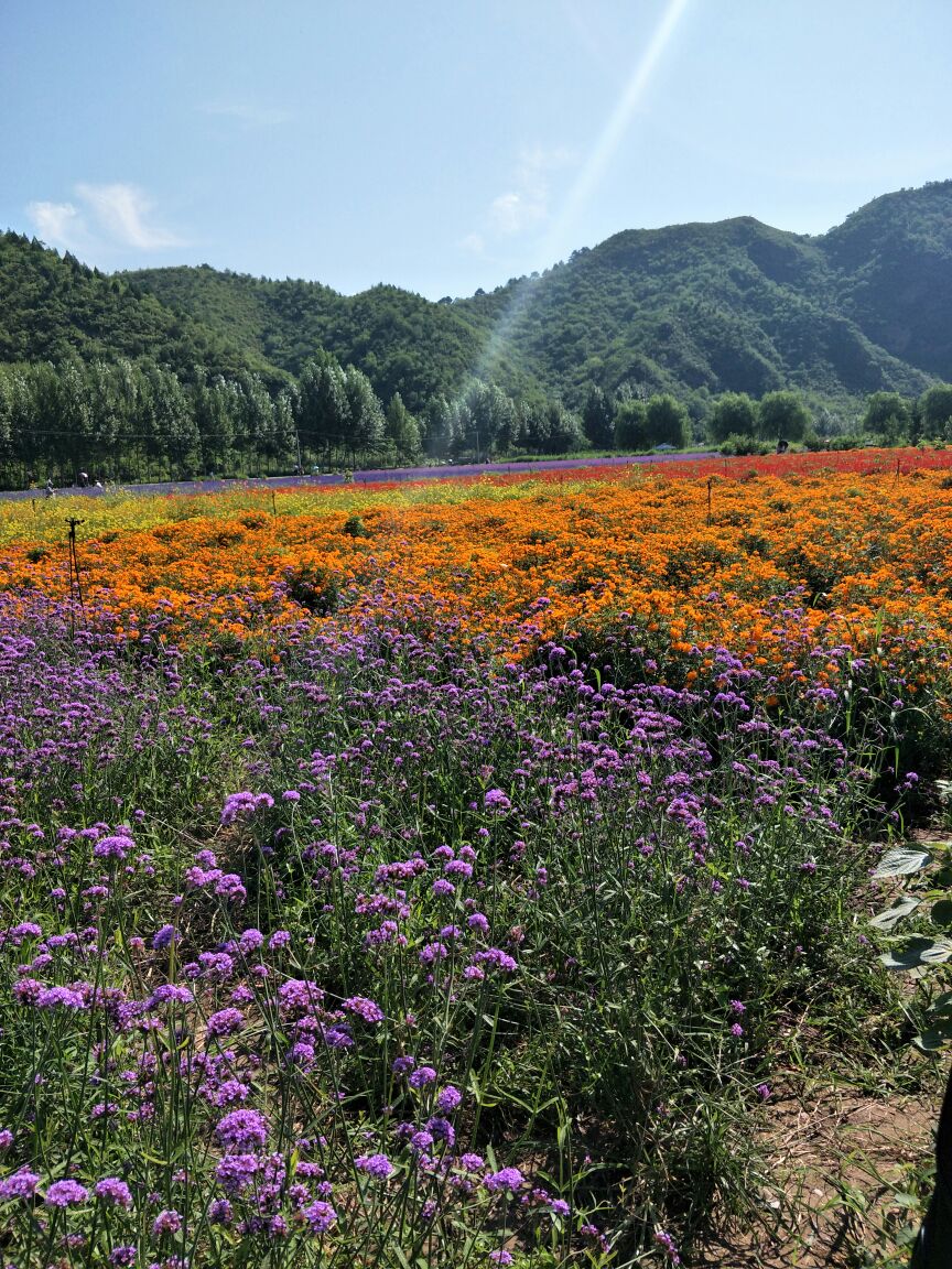 密云人间花海薰衣草庄园