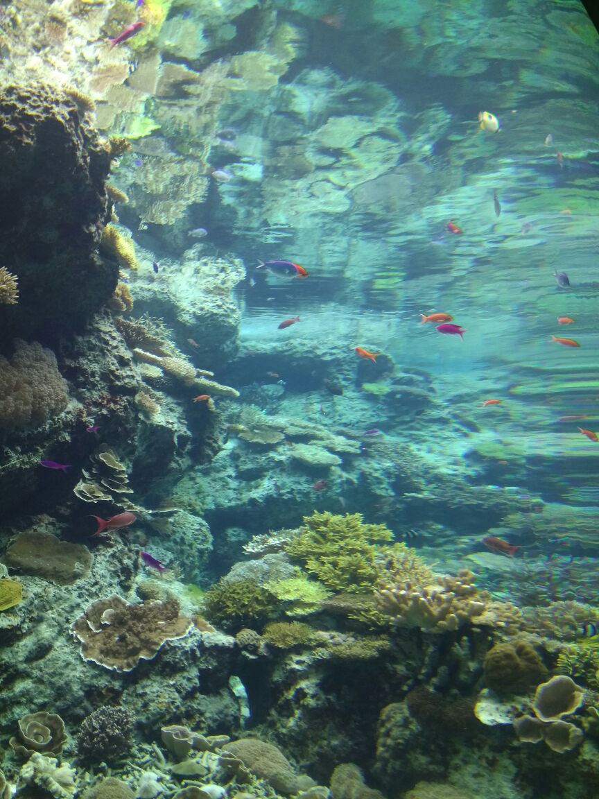 日本沖繩萬座毛 古宇利島 沖繩美麗海水族館 海洋博公園 北谷町美國村