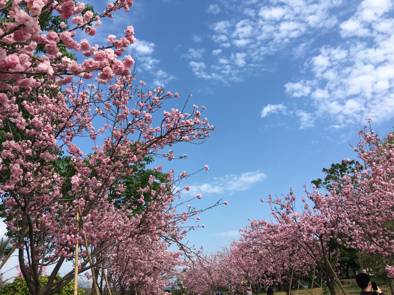 天适樱花悠乐园
