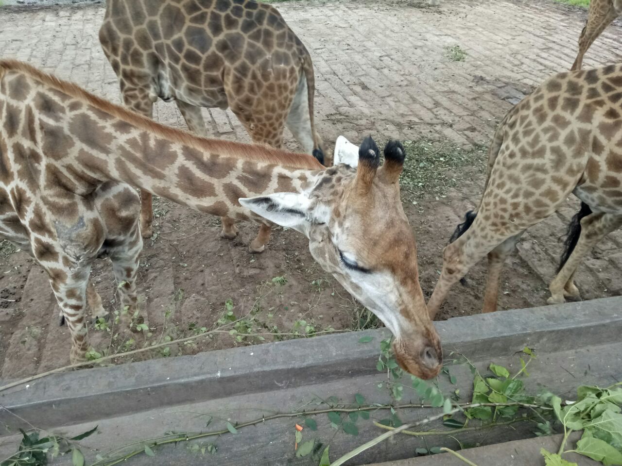 【攜程攻略】永川重慶野生動物世界好玩嗎,永川重慶野生動物世界景點