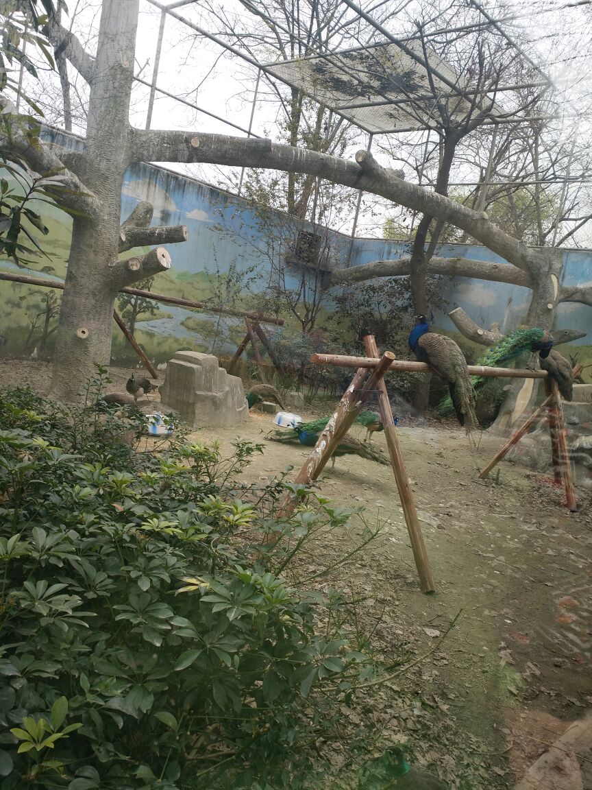 【攜程攻略】成都成都動物園好玩嗎,成都成都動物園景點怎麼樣_點評