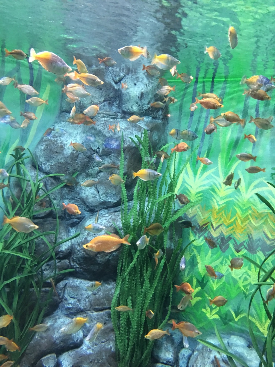 上海海洋水族馆一日游【嘉兴出发 都市观光】